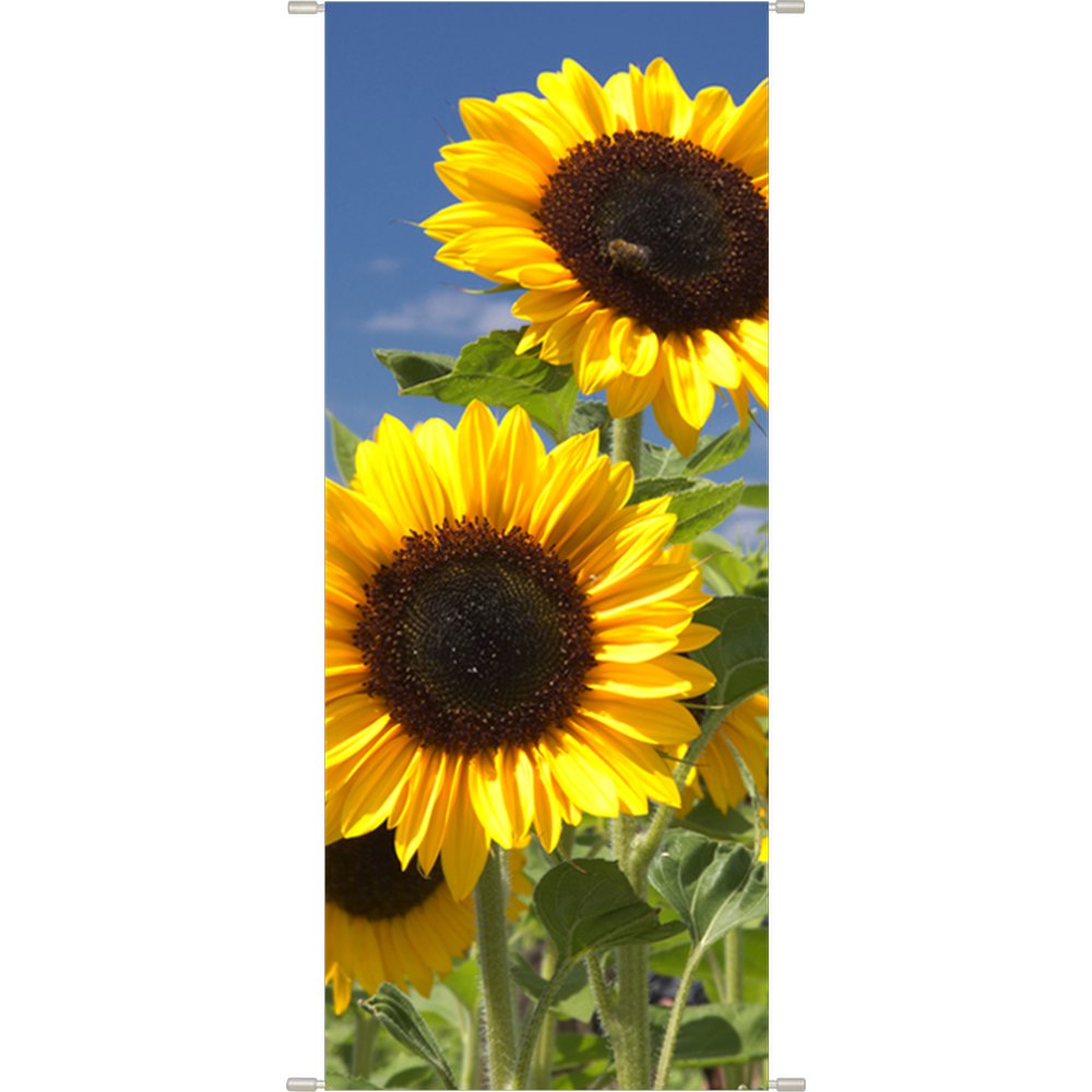 Banner Sonnenblumen, 75 x 180 cm