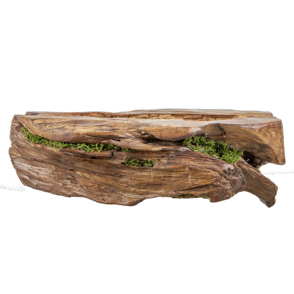 Stück Edelholz mit Moos, 39 cm