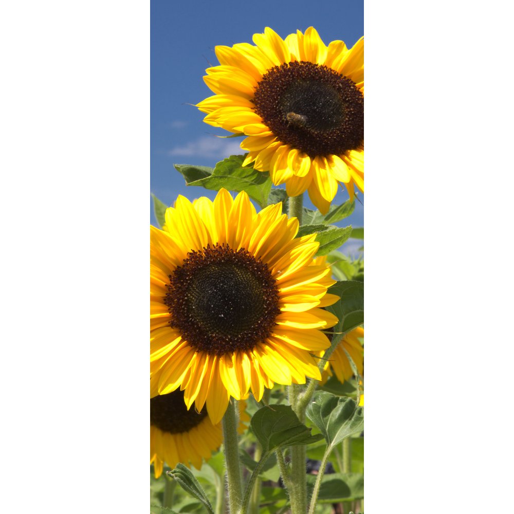 Banner Sonnenblumen, 75 x 180 cm