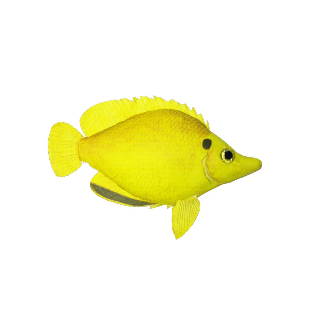 Fisch Tropic gelb, 23 x 20 cm