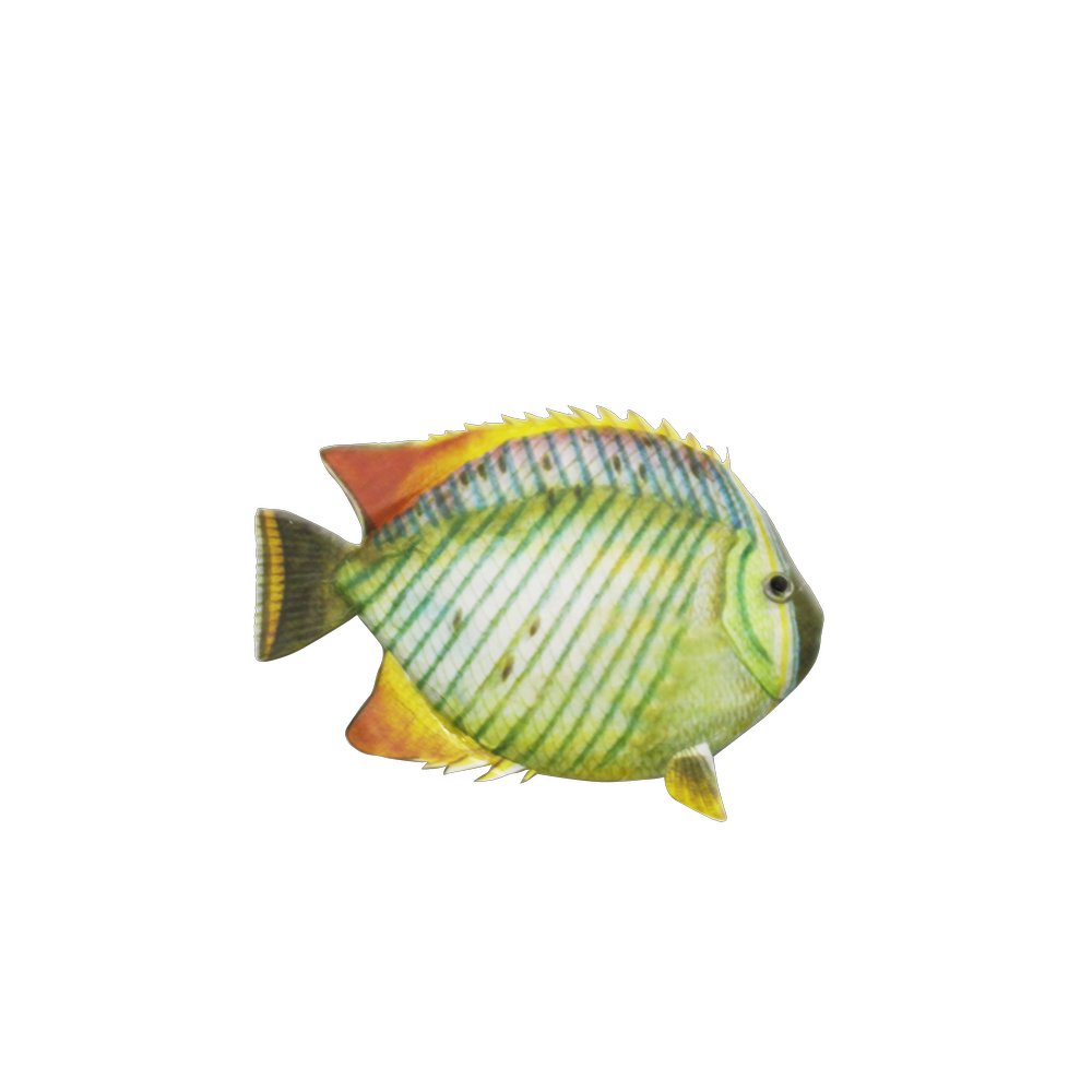 Fisch Tropic grün/orange, 16 x 10 cm