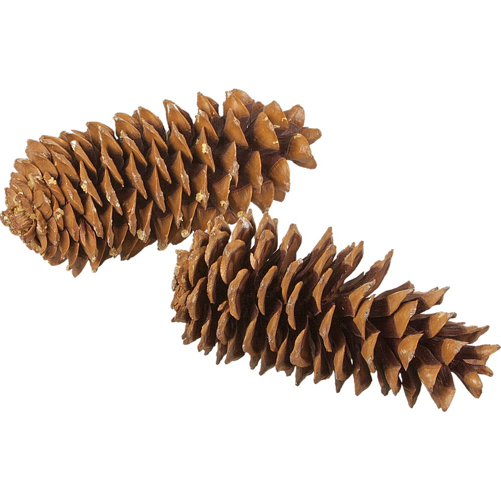 Tannenzapfen echt XL natur, 22-30 cm