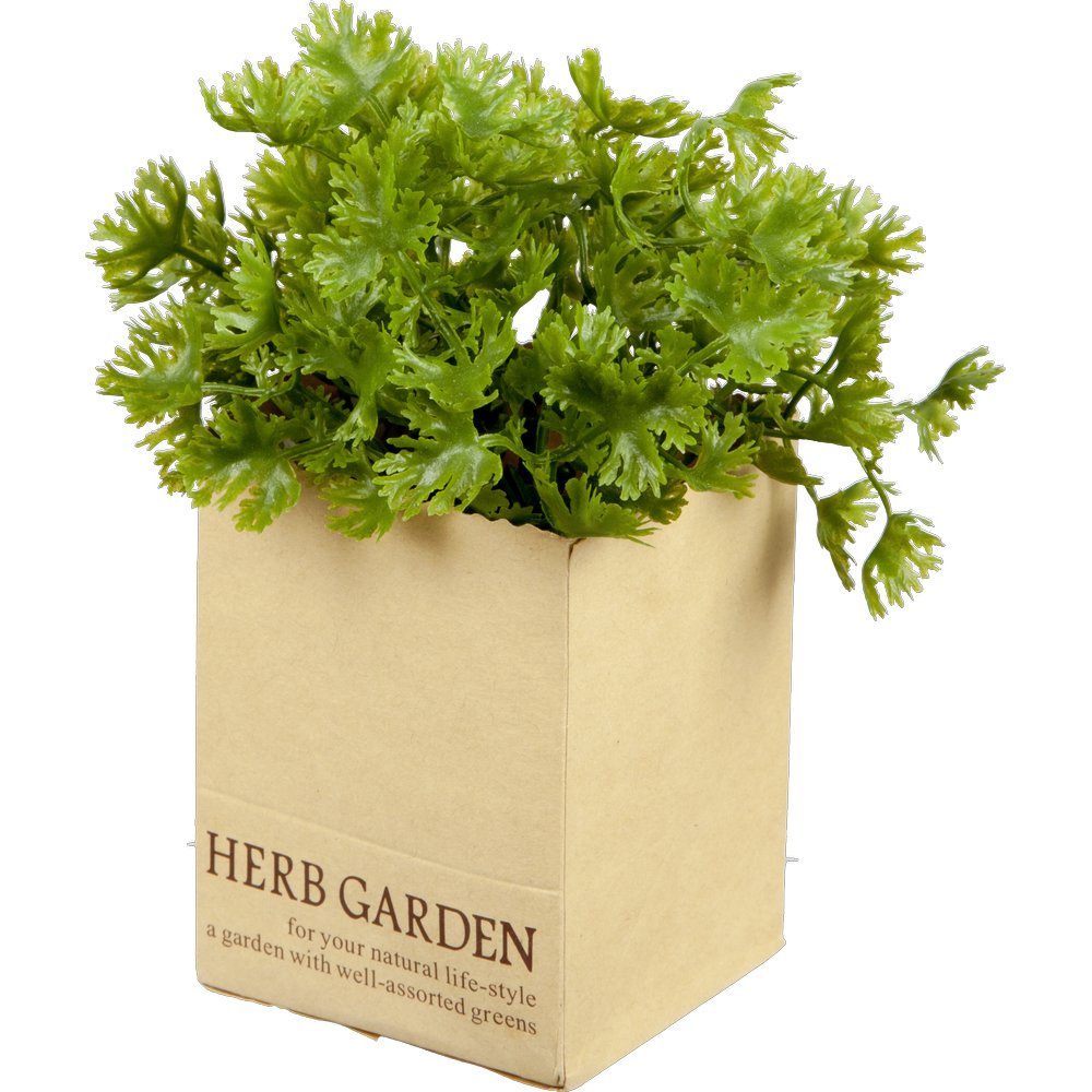 Petersilie in Paperbag, 14 cm