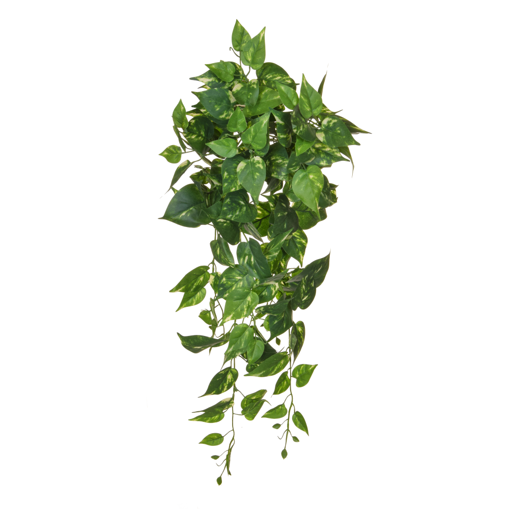 Blatthänger Pothos B1, grün, 80 cm