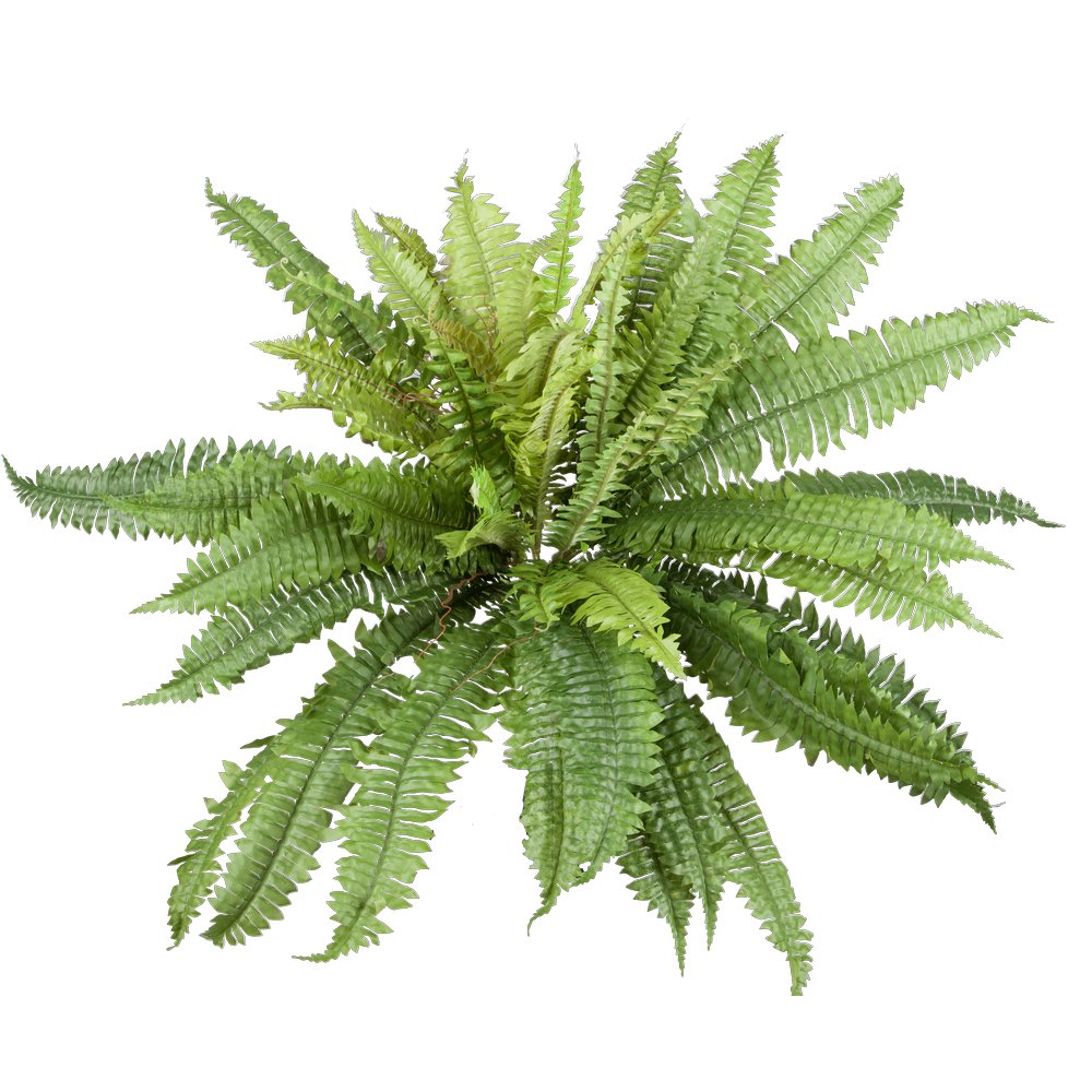 Farnbusch, Ø 90 cm, 50 Blätter