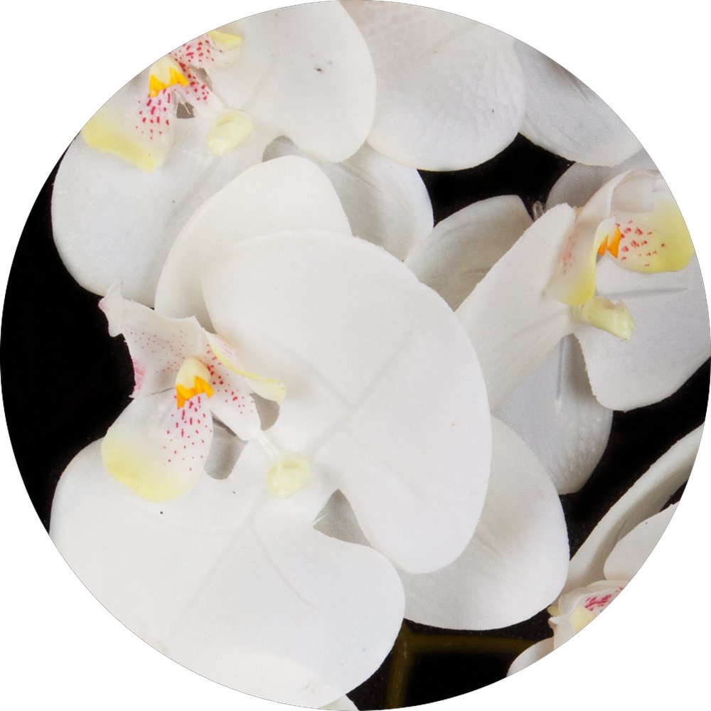 Orchidee natural weiß, 20 x 98 cm