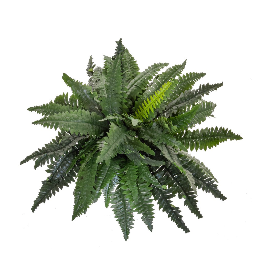 Ficus Benjamini getopft B1 grün, 120 cm