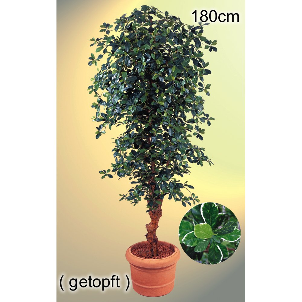 Olivenbaum Black Forest, 180 cm