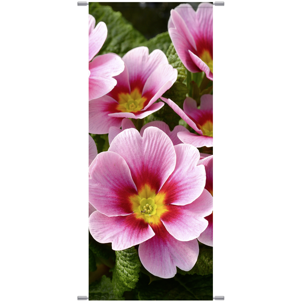 Banner Primel Blüten rosa 180 cm