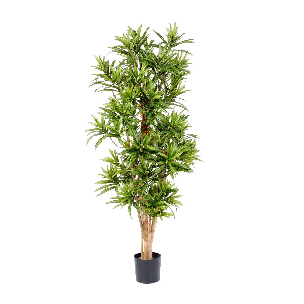 Baum Dracaena Reflexa B1 grün/braun,H 180 cm