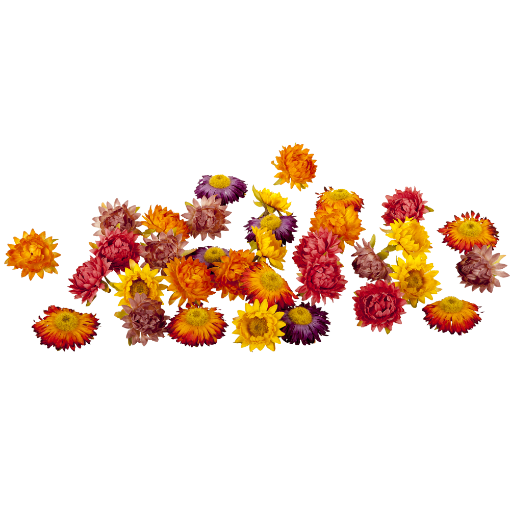 Strohblumen Blüten x36 Beutel herbstbunt mix, 36 Stück Ø5 cm
