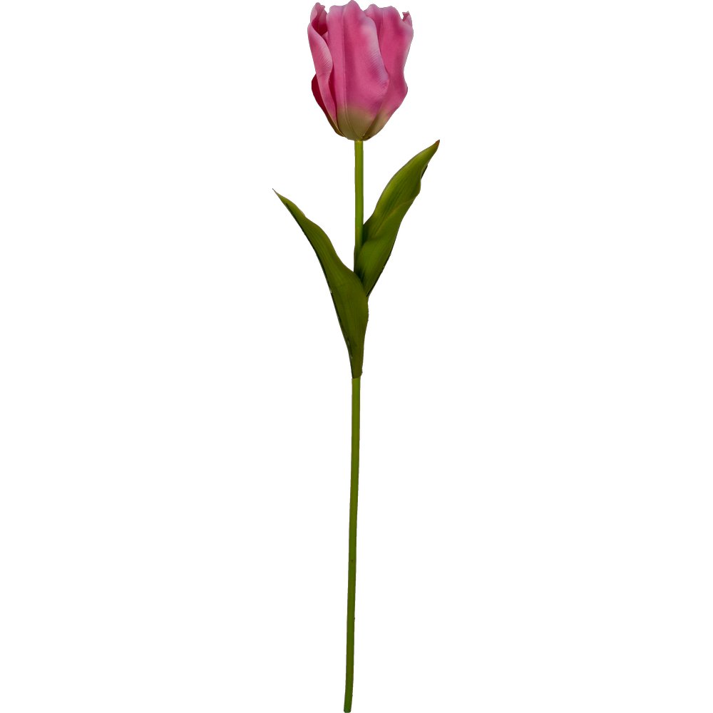 Tulpe Big pink, 85 cm