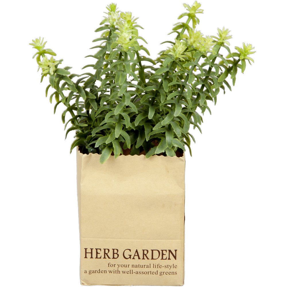 Thymian in Paperbag, 18 cm