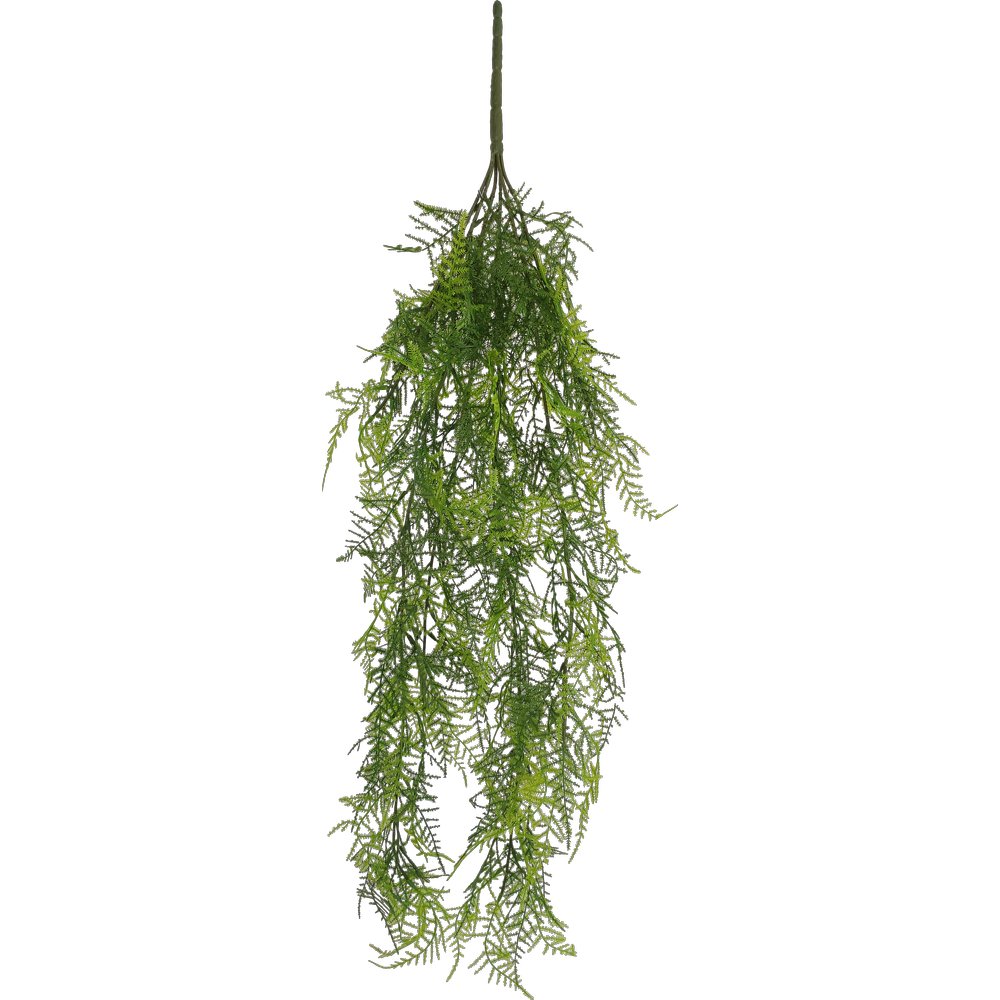 Asparagus plumosus-Hänger x6, 80 cm