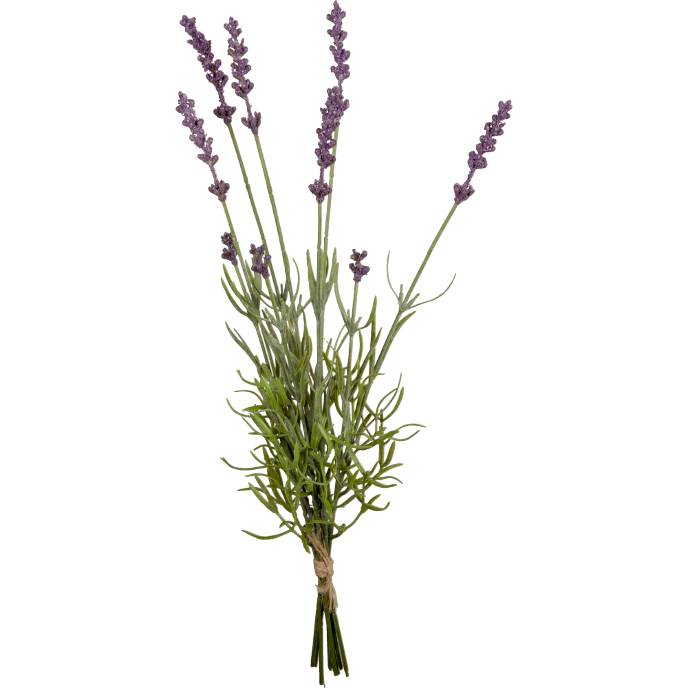 Lavendel gebunden x9 lila/grün, 40 cm