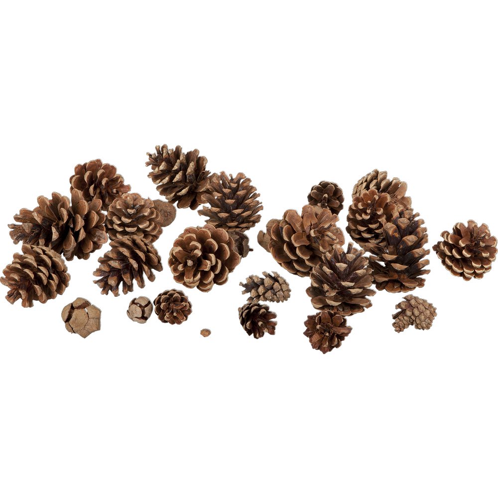 Zapfen Kiefern Mix natur, 250 g