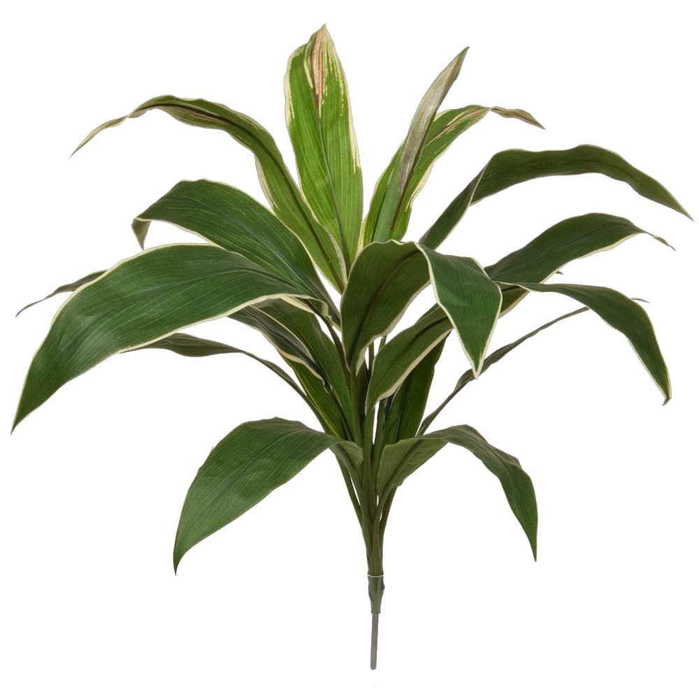 Cordyline Busch B1, 62 cm