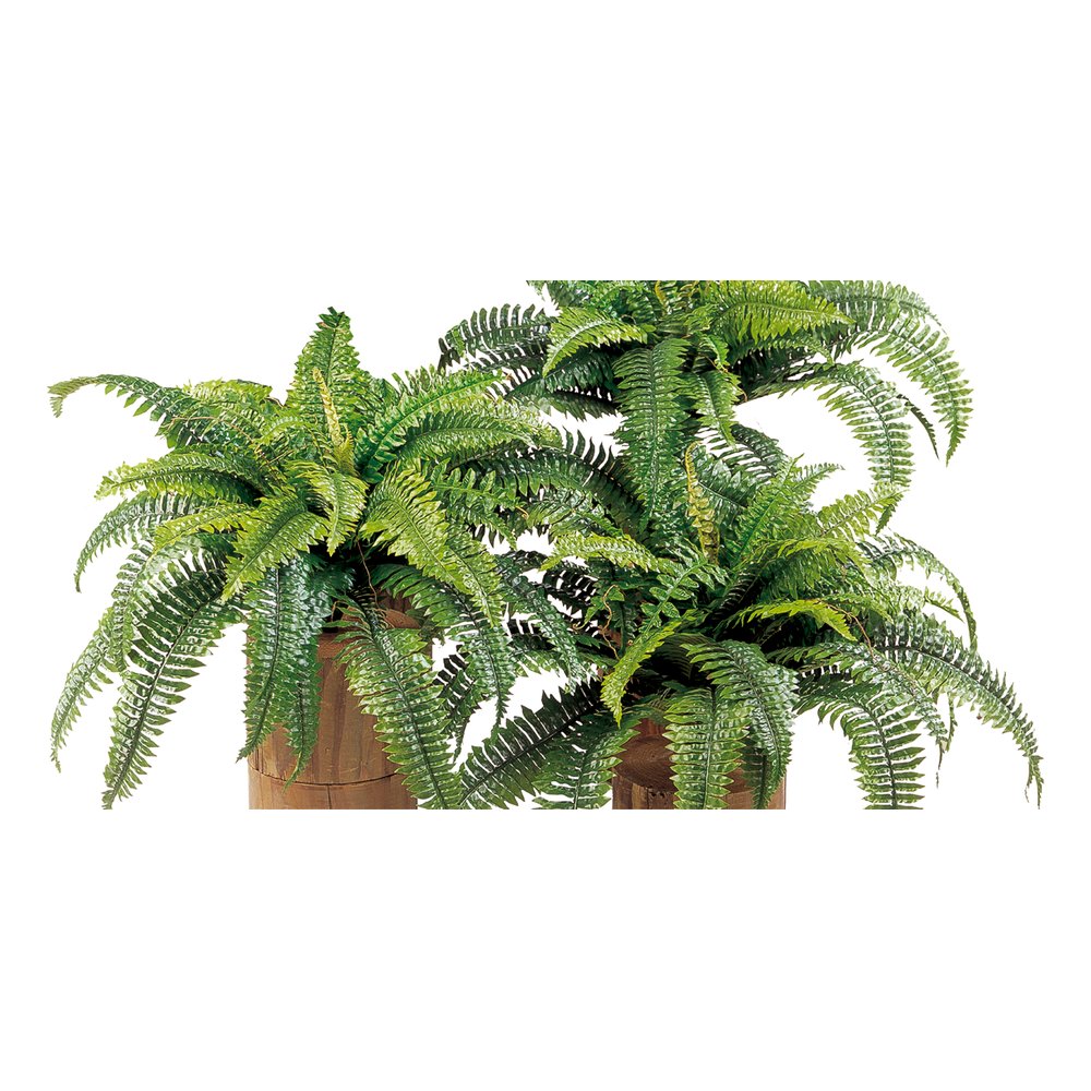 Farnbusch, Ø 75 cm, 34 Blätter