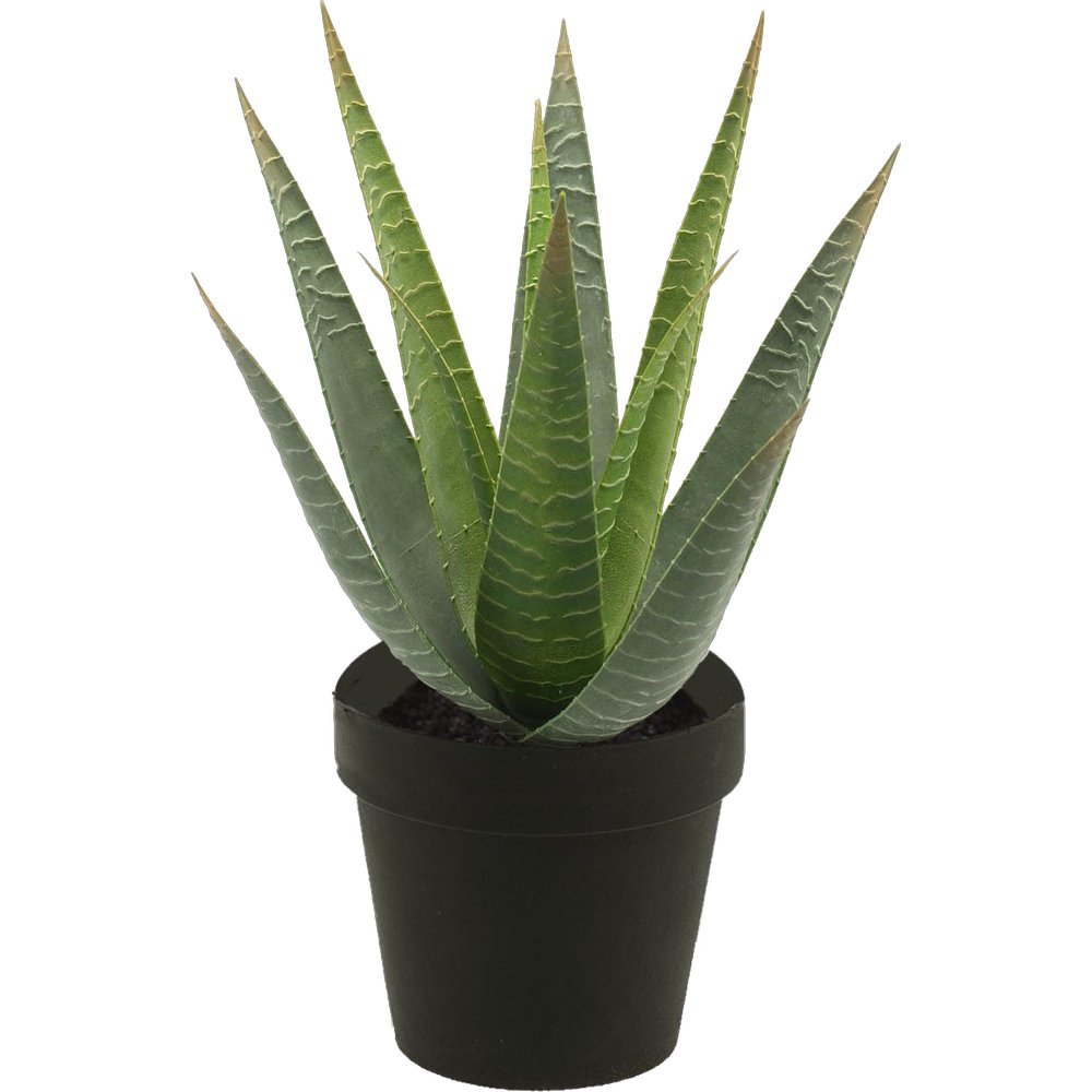 Aloe vera 15-Blatt im Topf, 23 cm