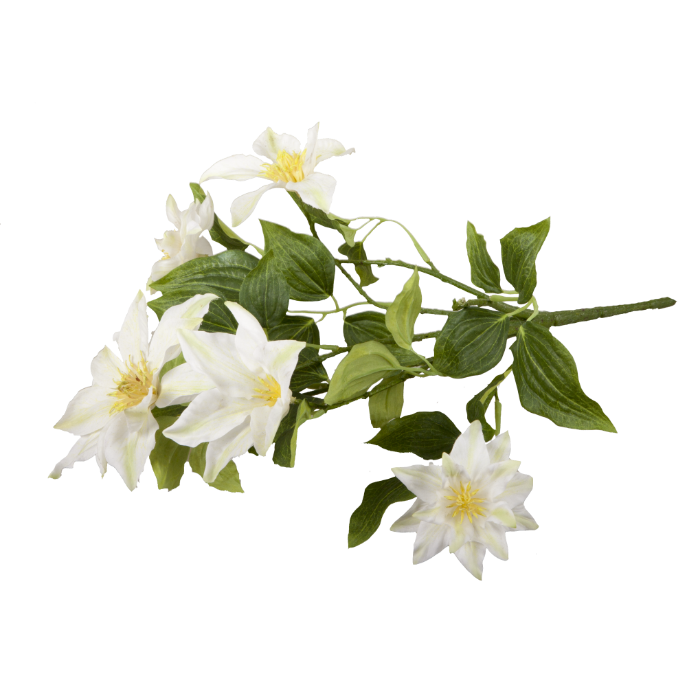 Clematis Busch grün/weiß, Ø 30 x H 40 cm