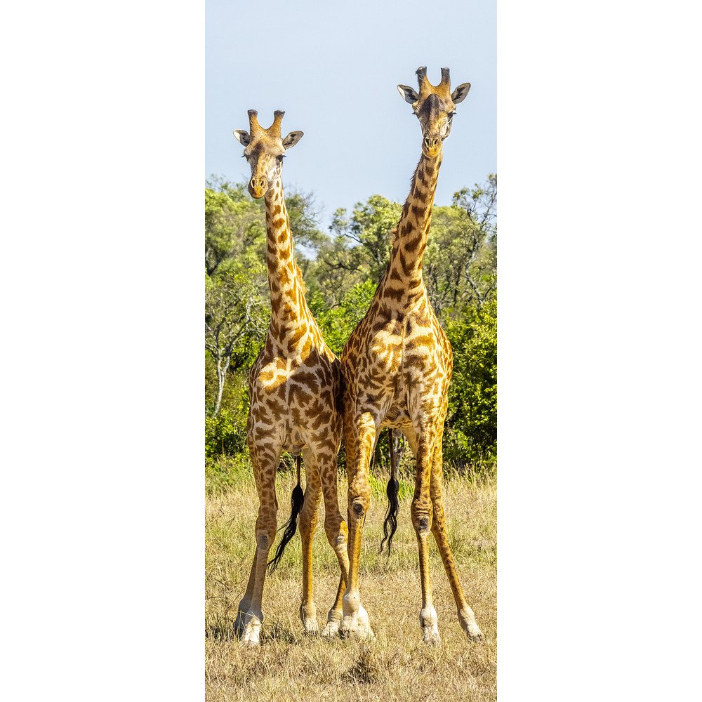 Banner Giraffen, 75 x 180 cm