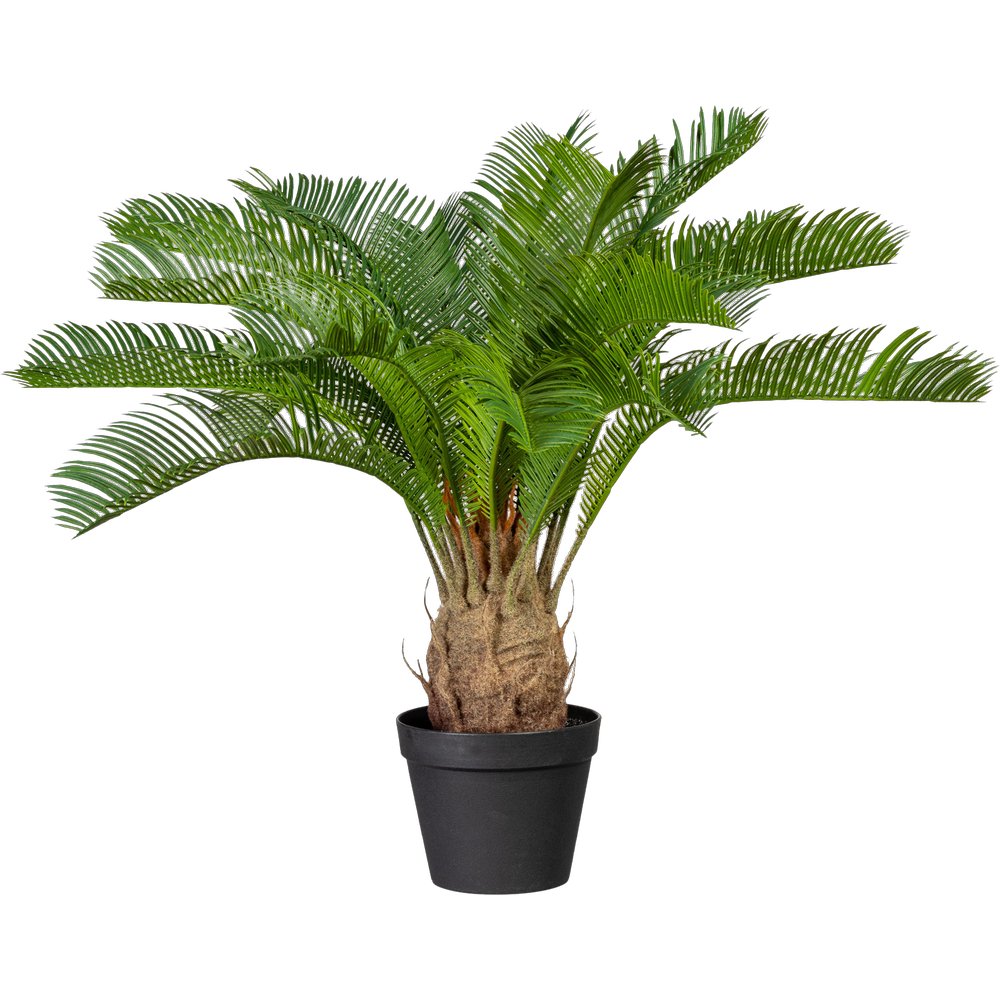 Cycaspalme x18 im Topf grün, 60 cm