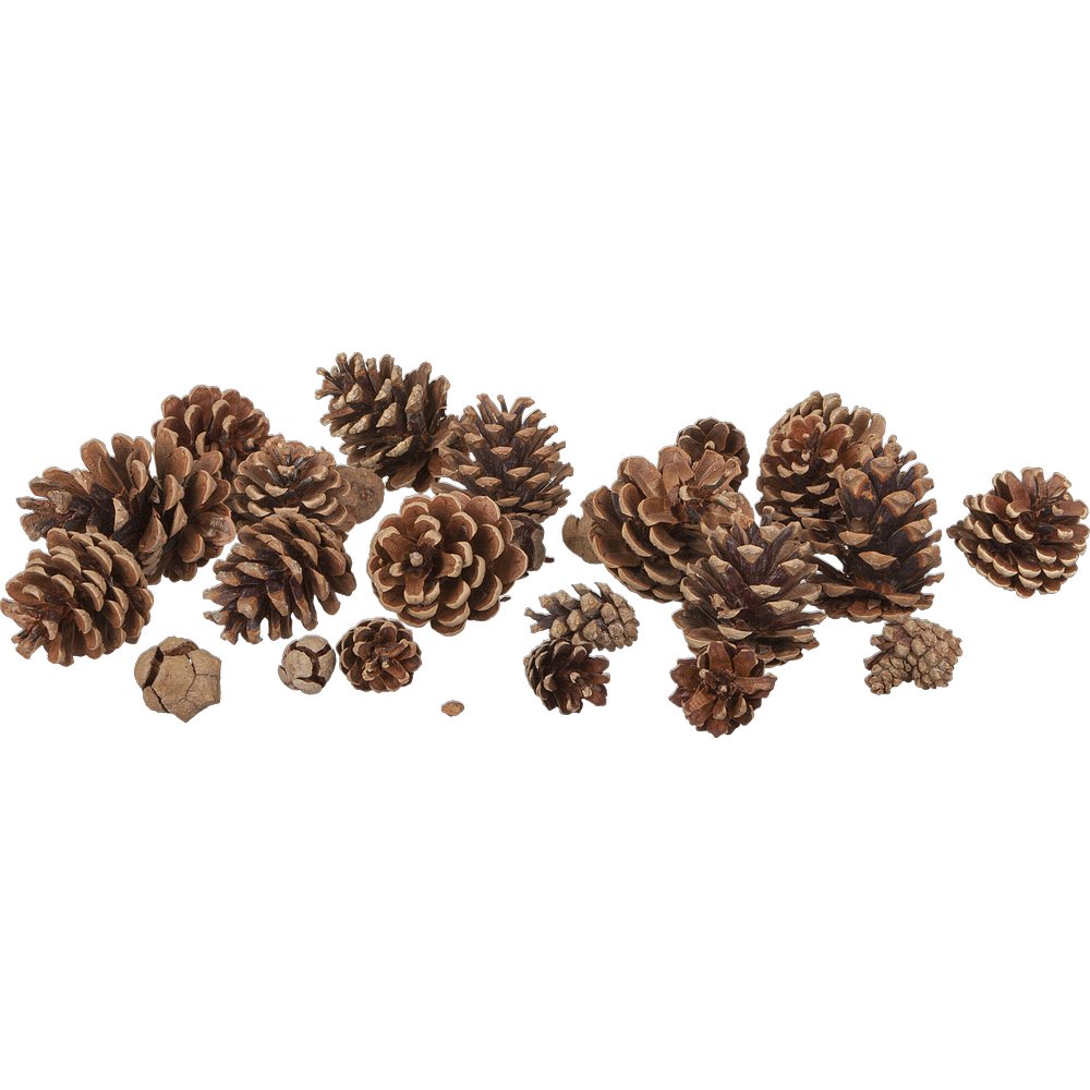 Zapfen Kiefern Mix natur, 250 g