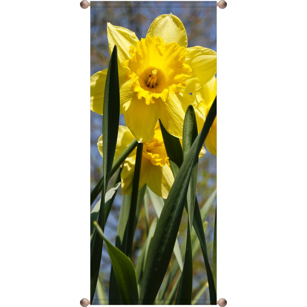 Banner Narzisse, 75 x 180 cm
