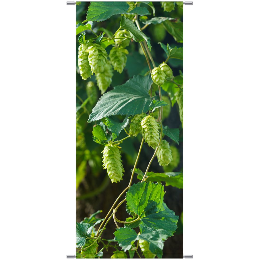 Banner Hopfen grün,75 x 180 cm