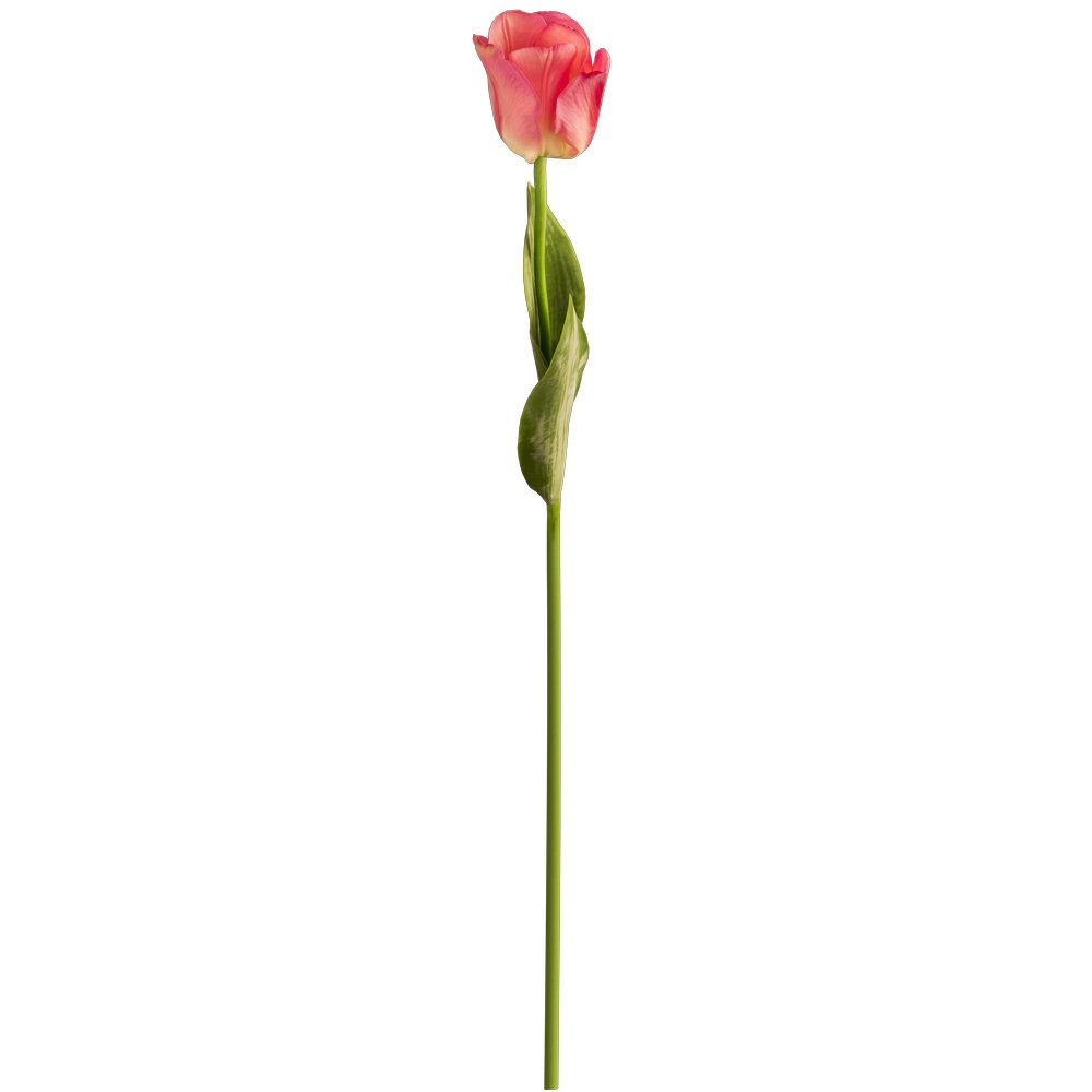 Tulpe Donna rosa, 68 cm
