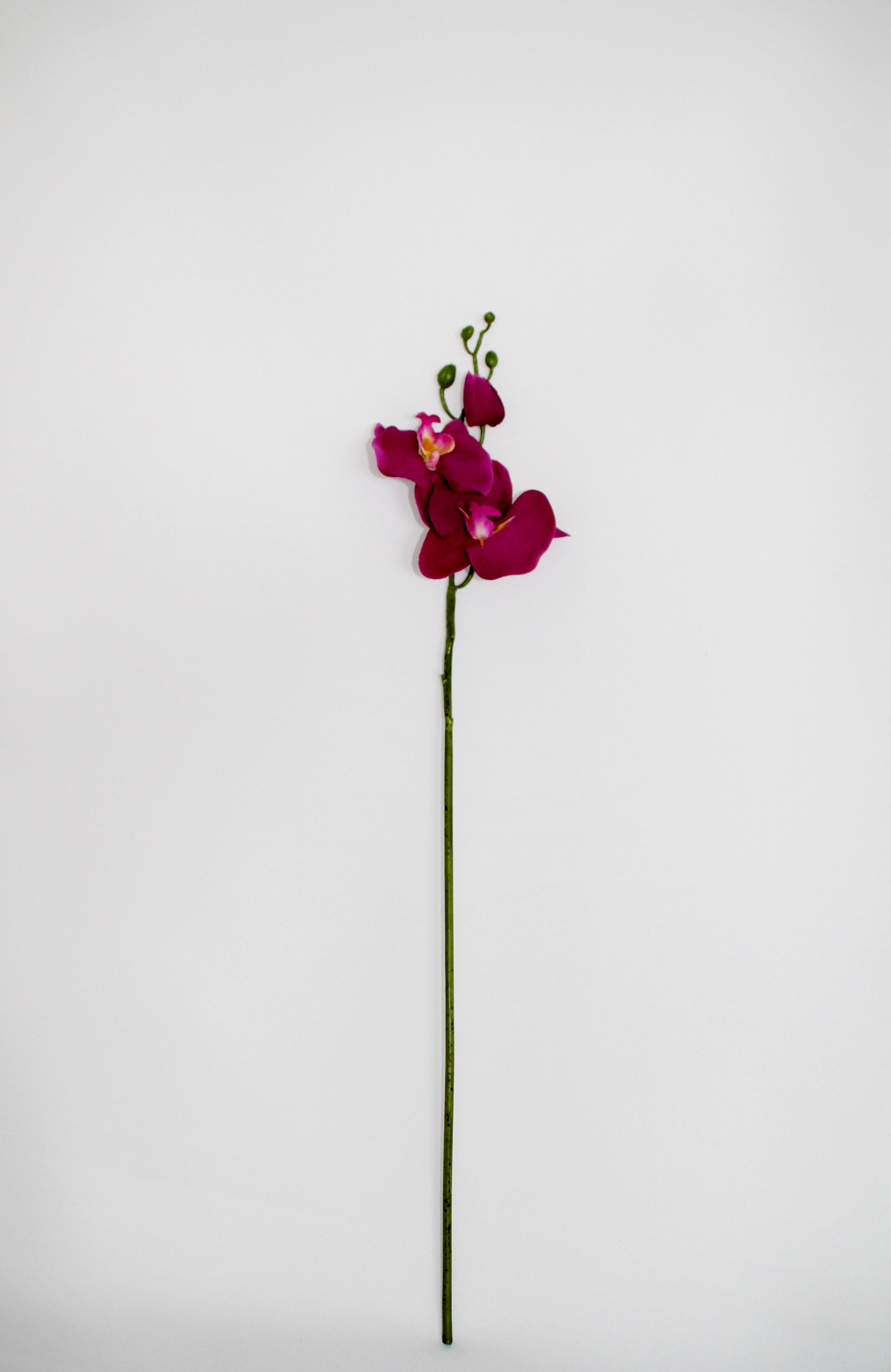 Orchidee lila, 61 cm