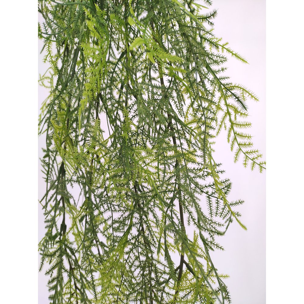 Asparagus plumosus-Hänger x6, 80 cm
