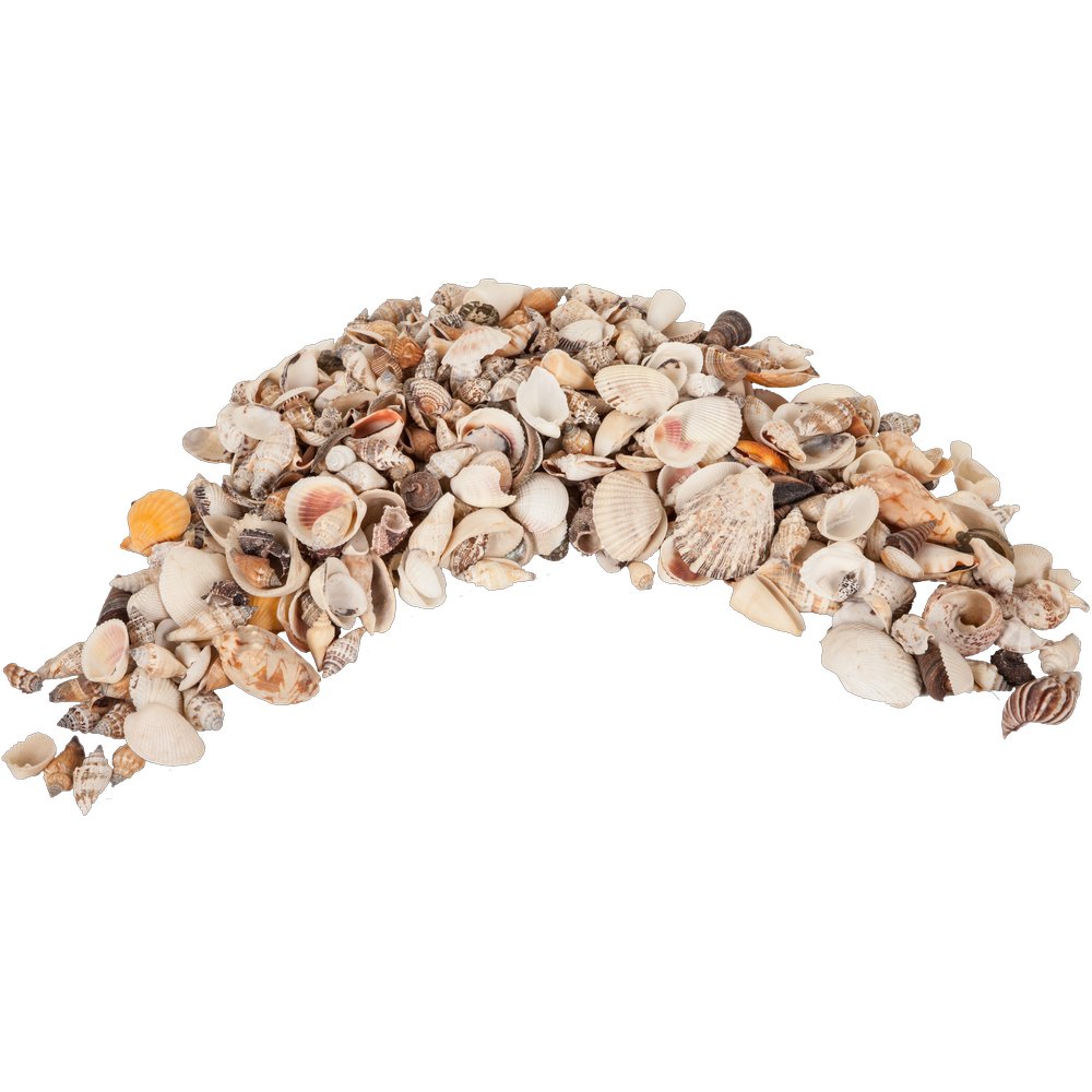 Muscheln echt gemischt im Netz, 2 kg, 4-8 cm