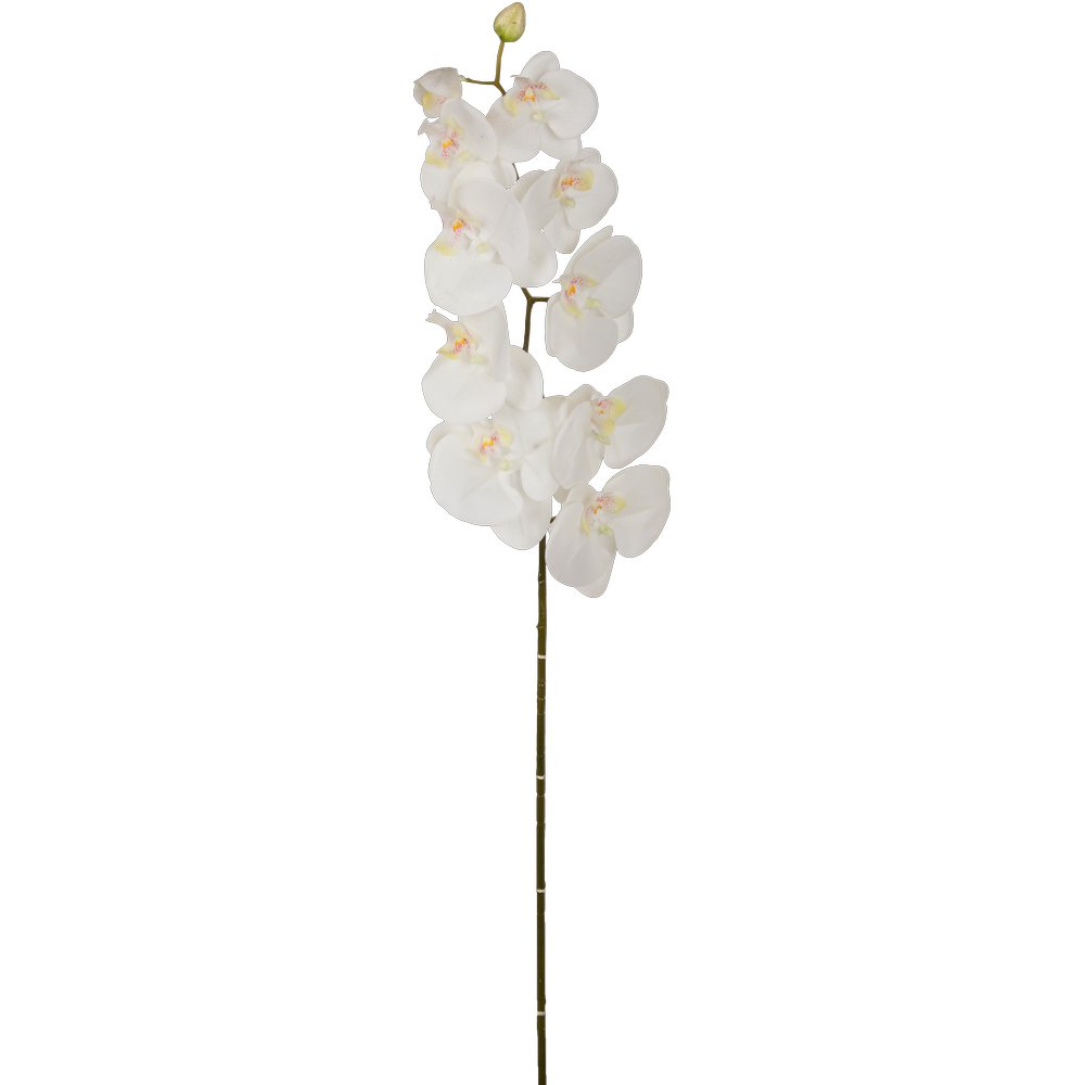 Orchidee natural weiß, 20 x 98 cm