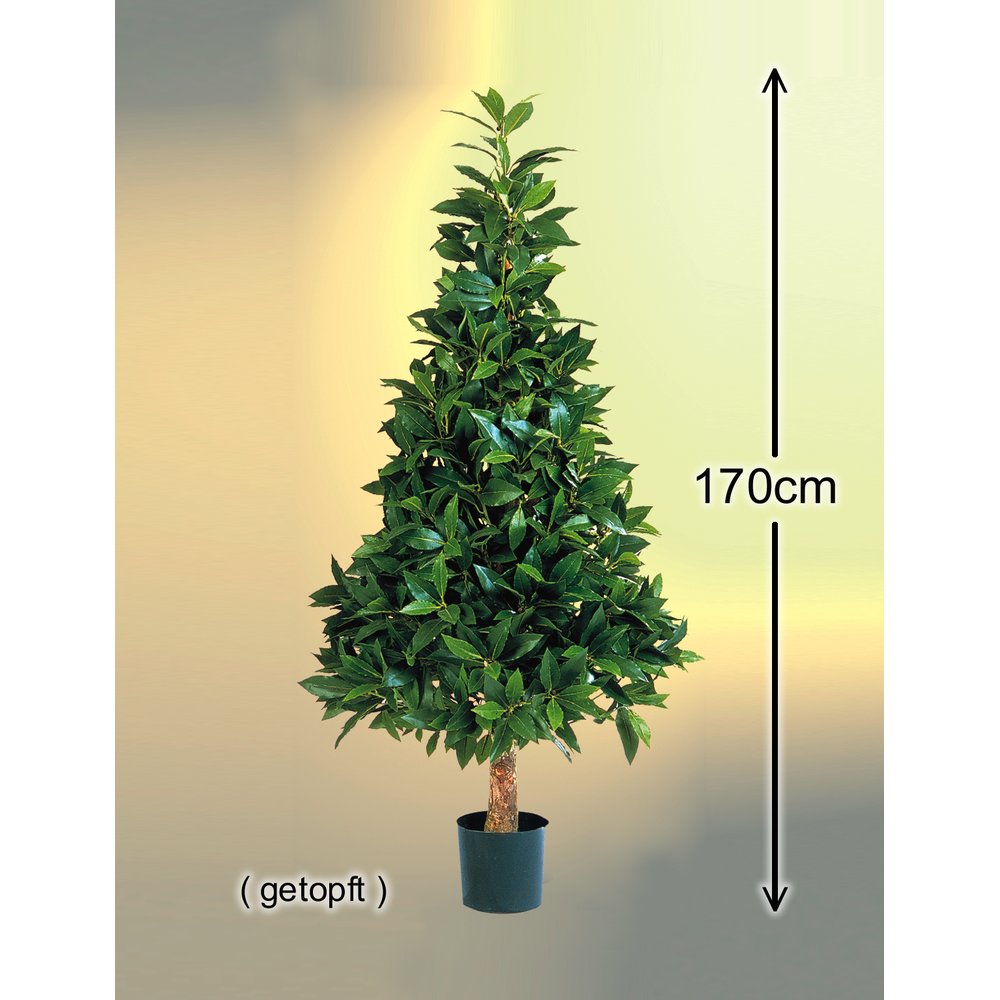 Lorbeerbaum Pyramide, 170 cm