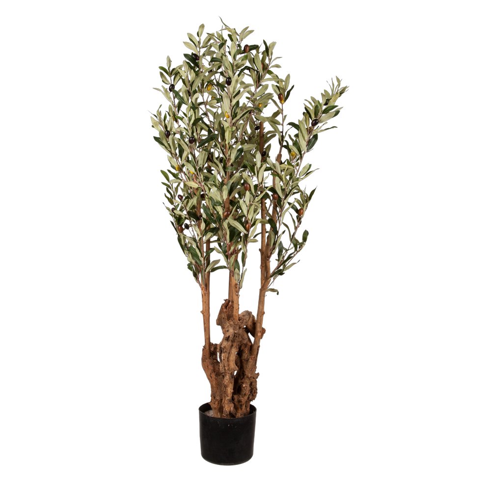 Olivenbaum, 120 cm