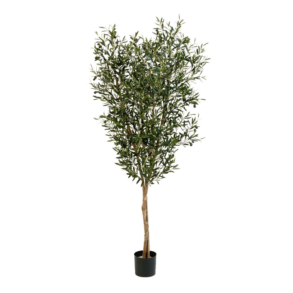 Olivenbaum getopft, 120 cm, 1976 Blätter