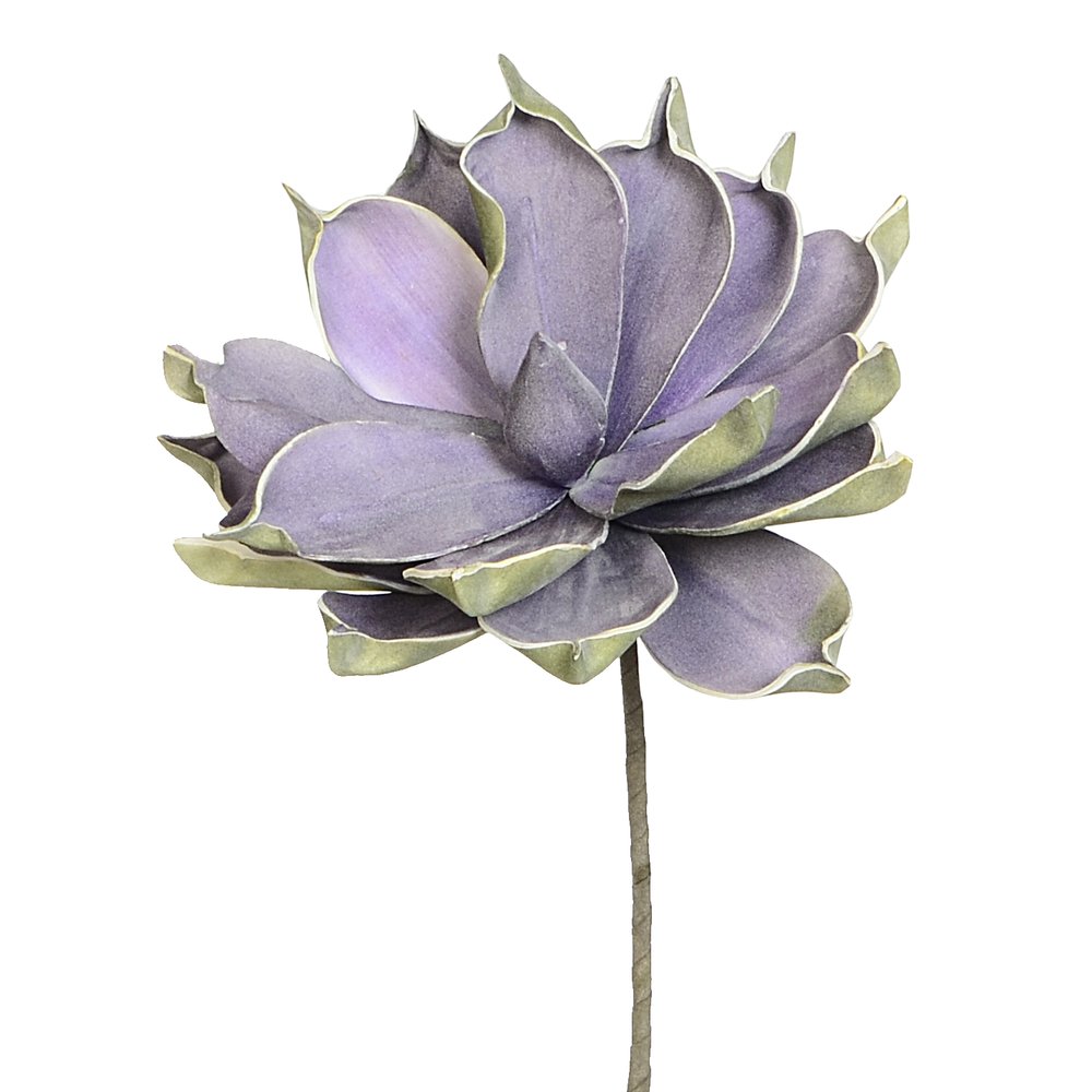 Magnolie Foam lila-grün, 25 cm, Blüte Ø 18 cm