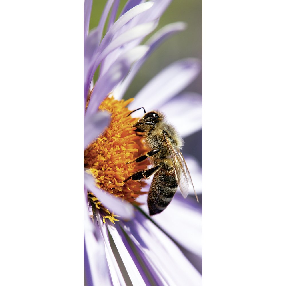 Banner Biene auf Blüte, 75 x 180 cm