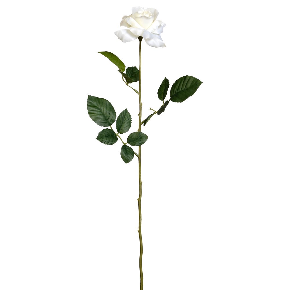 Rose Luxor weiß, Ø 10 x 70 cm