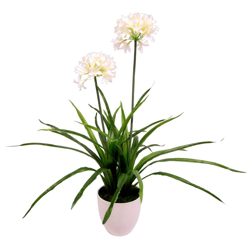 Agapanthus x2 im Topf weiß, 82 cm
