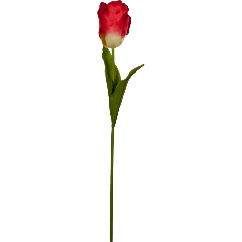Tulpe Big rot, 85 cm