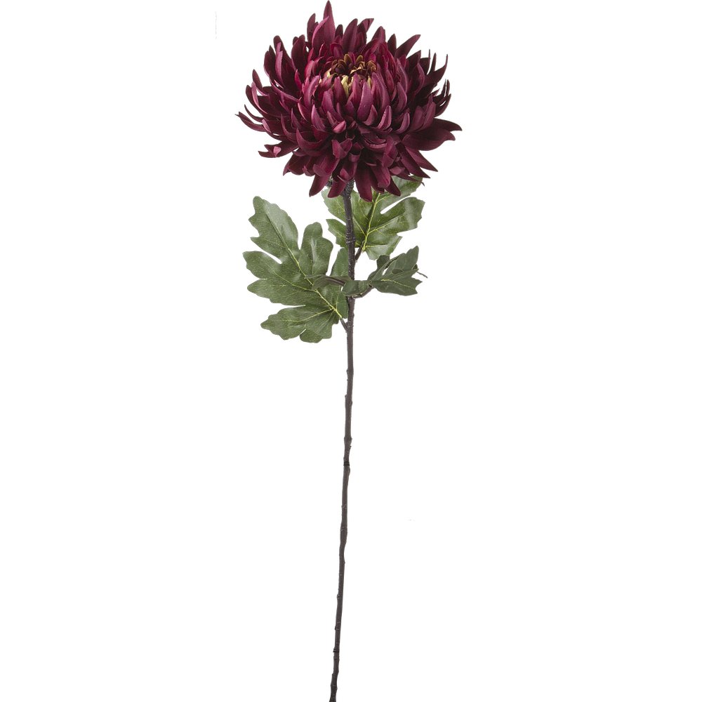 Chrysantheme Elegance bordeaux, 60 cm, Ø 18 cm