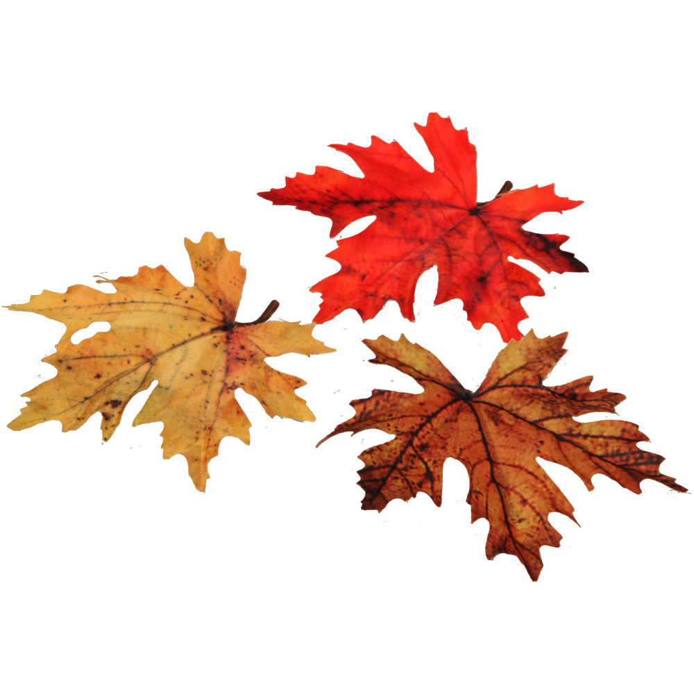 Herbstblätter Ahorn Mix x24 herbstbunt,24 Stück 15cm