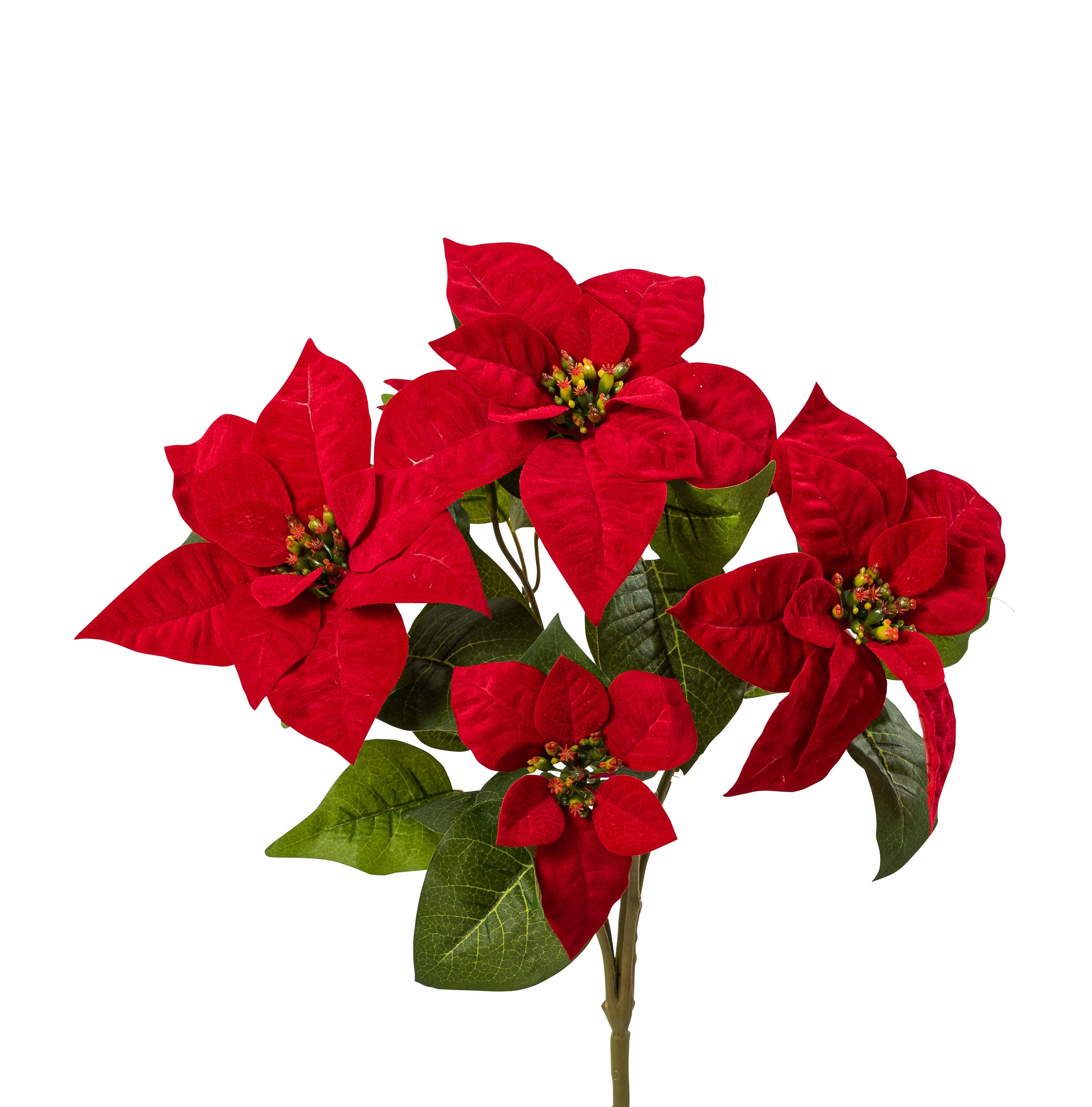 Poinsettiabusch x5 Velvet rot,45 cm