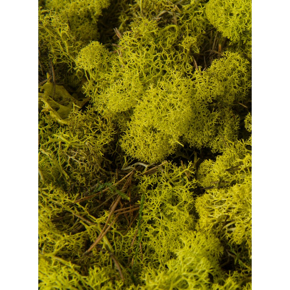 Moos in Box frühlingsgrün, 500 g
