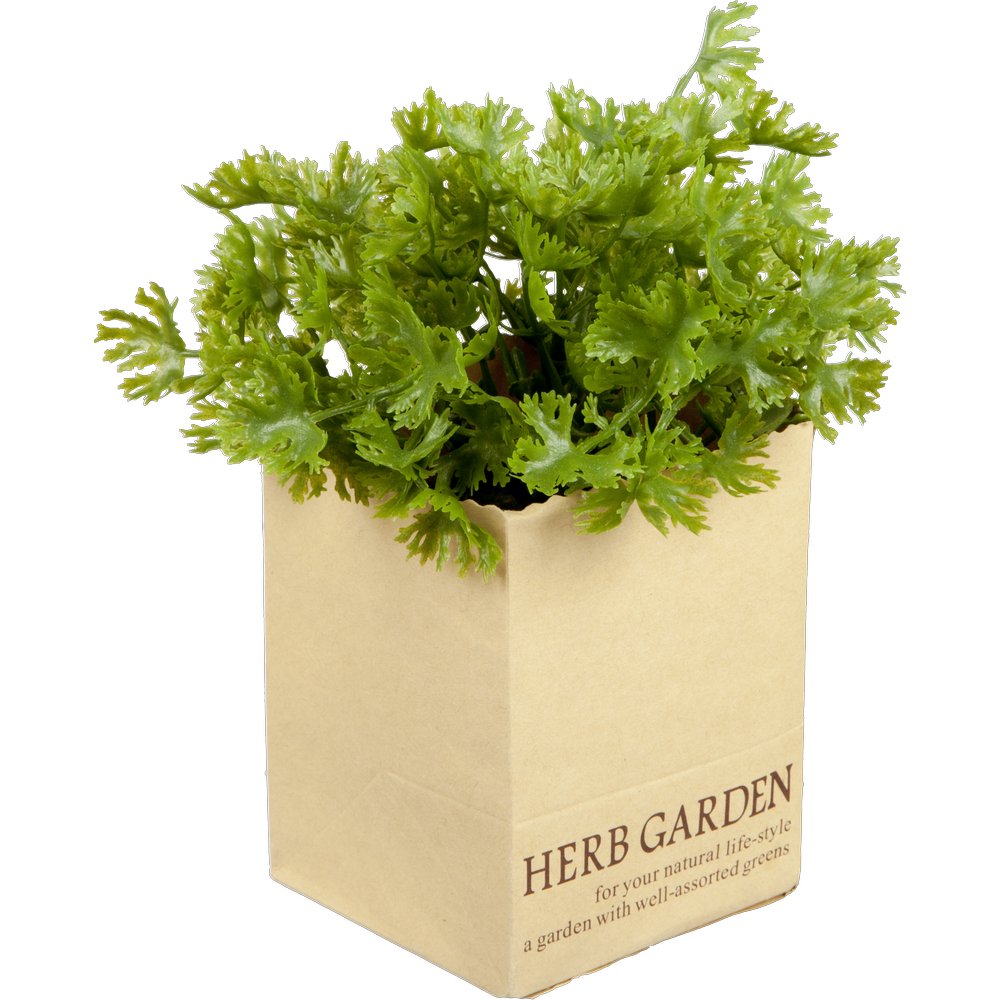 Petersilie in Paperbag, 14 cm