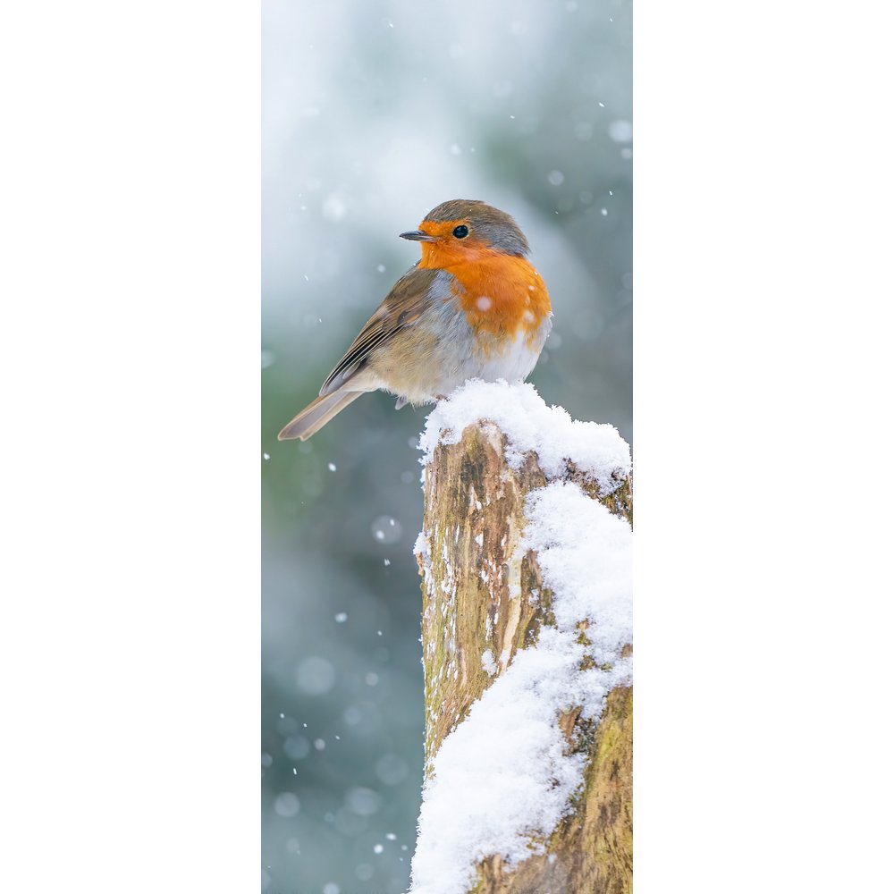 Banner Vogel im Winter natur,75 x 180 cm