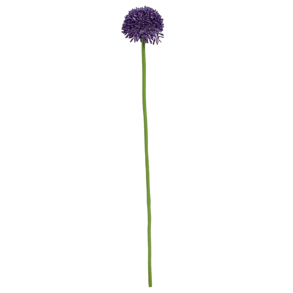Allium Globemaster lila, Ø 6 x 45 cm