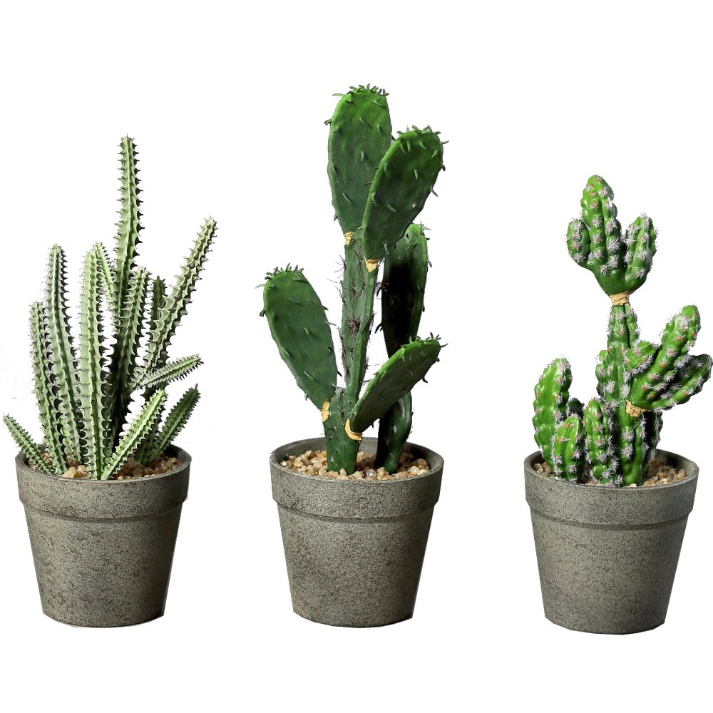 Kakteen sortiert im Topf, 22-28 cm